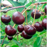 Вишня Владимирская