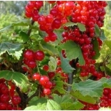 Смородина красная Голландская красная