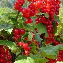 Смородина красная Голландская красная