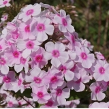 Флокс метельчатый Miss Holland