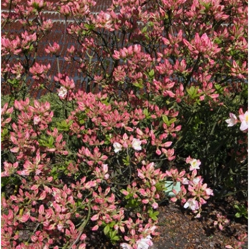 Рододендрон листопадный Satomi