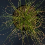 Ковыль тончайший Angel Hair