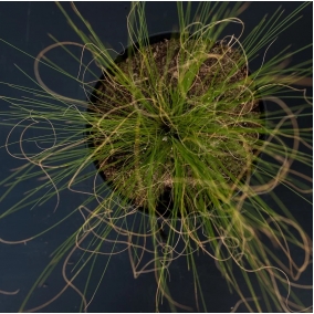 Ковыль тончайший Angel Hair