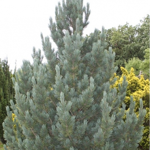 Сосна кедровая Glauca