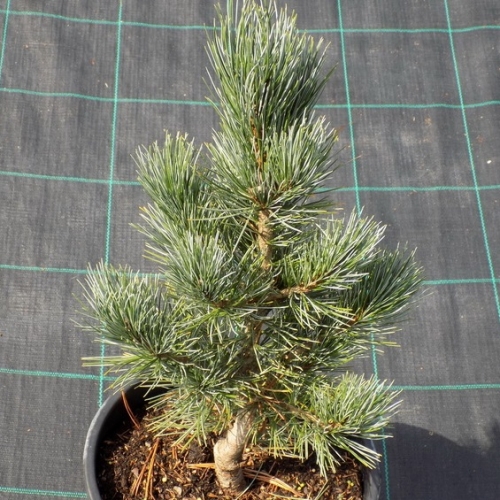 Сосна кедровая Glauca