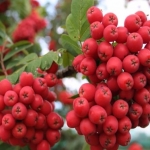 Рябина обыкновенная Алая крупная