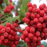 Рябина обыкновенная Алая крупная
