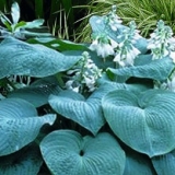 Хоста Bressingham Blue