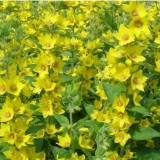 Вербейник точечный