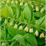 Купена многоцветковая