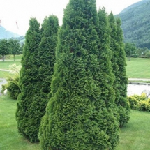 Туя западная Holmstrup