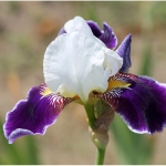 Ирис бородатый (германский) Wabash