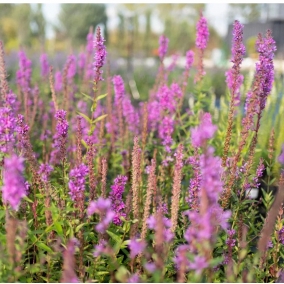 Дербенник иволистный