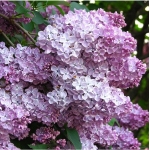 Сирень обыкновенная Мечта