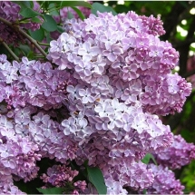 Сирень обыкновенная Мечта