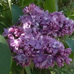 Сирень обыкновенная Максимович