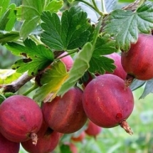 Крыжовник Колобок