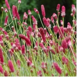 Кровохлебка лекарственная Pink Tanna