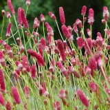 Кровохлебка лекарственная Pink Tanna