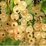 Смородина белая Голландская белая