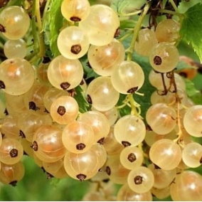 Смородина белая Голландская белая