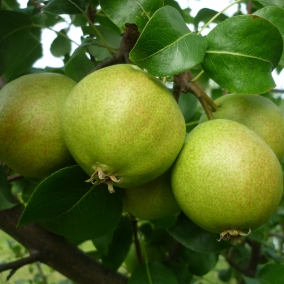 Груша Светлянка