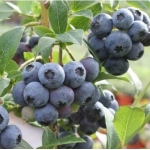 Голубика Ханна Чойс