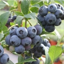 Голубика Ханна Чойс