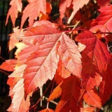 Клен Гиннала