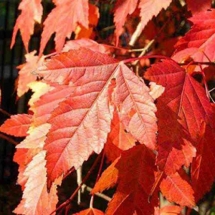 Клен Гиннала