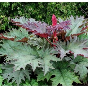 Ревень тангутский