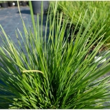 Щучка дернистая (луговик) Pixie Fountain