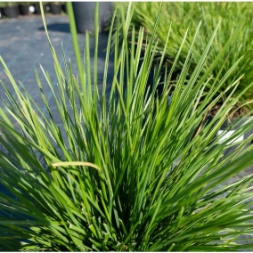 Щучка дернистая (луговик) Pixie Fountain