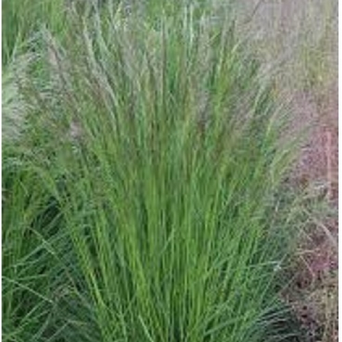 Щучка дернистая (луговик) Pixie Fountain