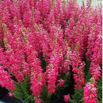 Вереск обыкновенный Beauty Ladies Sabella