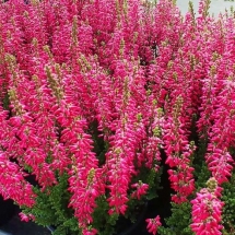 Вереск обыкновенный Beauty Ladies Sabella