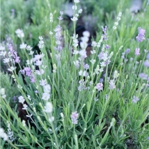 Лаванда узколистная