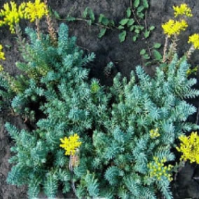 Седум (очиток) отогнутый