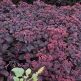 Седум (очиток) гибридный Xenox