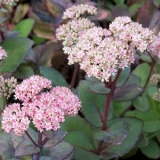 Седум (очиток) гибридный Matrona