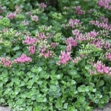 Седум (очиток) ложный Roseum