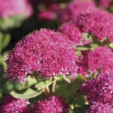 Седум (очиток) видный Carl