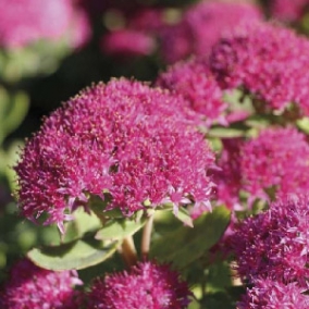 Седум (очиток) видный Carl