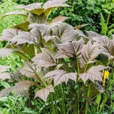 Роджерсия подофилловая Braunlaub