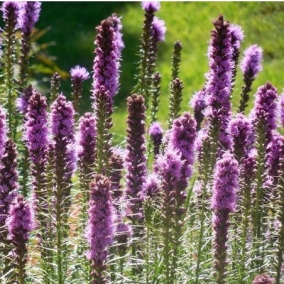 Лиатрис колосковая