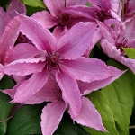 Клематис Hagley Hybrid