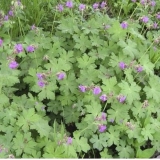 Герань крупнокорневищная