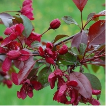 Яблоня декоративная Royalty