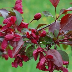 Яблоня декоративная Royalty