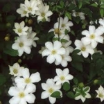 Клематис Huldine